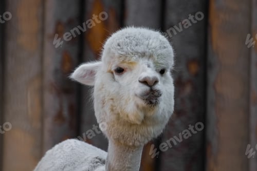Preview: Cute alpaca Alpaca or llama in the pen. Zoo.