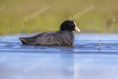 Preview: Eurasian coot Waterfowl swimming in wetland pond