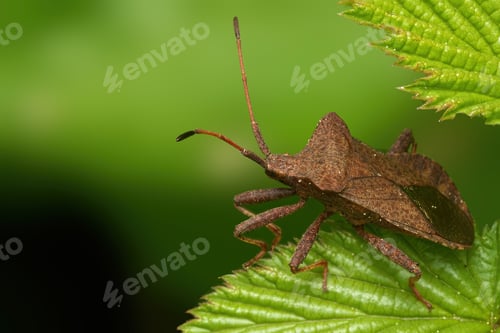 Preview: Close-up of Dock Bug (Coreus Marginatus)
perched on a leaf against a vibrant green backdrop