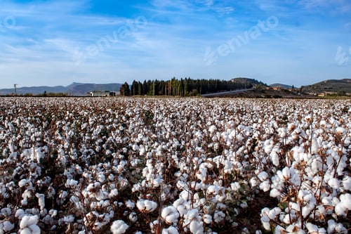 Preview: Cotton fields ready for harvesting, agriculture photo.