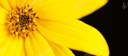 Preview: Half topinambur yellow flower Jerusalem artichoke on black background, beautiful backdrop