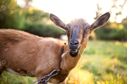 Preview: A close-up of a goat outdoors on a meadow at sunset.