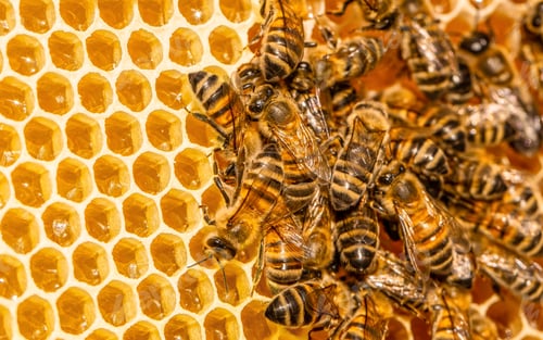 Preview: working bees on honey cells. closeup of bees on honeycomb
