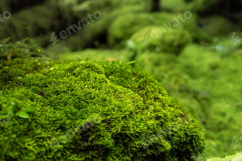 Preview: Moss and fern style plants proliferate grow cover stump the forest floor in the garden