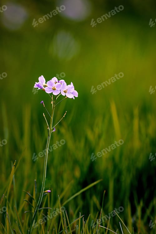Preview: Closeup of vibrant Cuckoo flowers standing out against a lush green background of grass