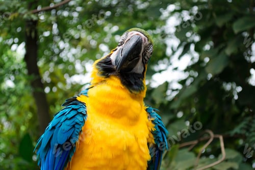 Preview: bird, parrot, Scarlet, Macaw