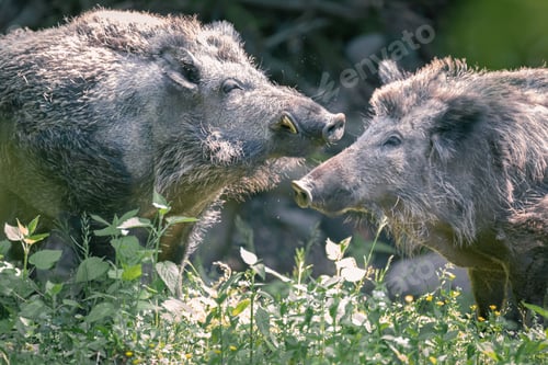 Preview: Wild hogs in high grass at Wildlife Park Gersfeld Biosphere Reserve Rhon, Germany