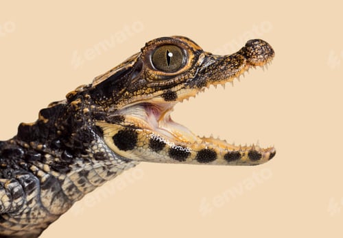 Preview: Dwarf crocodile