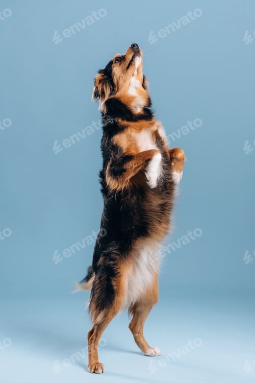 Preview: Standing on the two legs. A beautiful mixed-breed dog against a light blue background