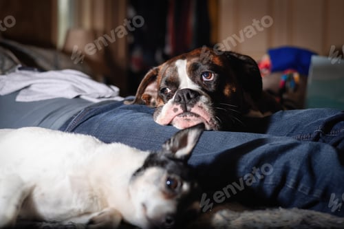 Preview: Little Dog, Toy Fox Terrier, and Boxer relaxing on bed at home
