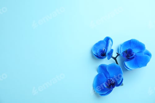 Preview: Beautiful tropical orchid flowers on color background, top view. Space for text