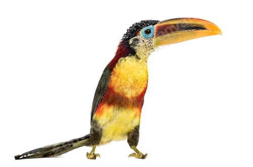 Preview: Curl-crested aracari, isolated on white