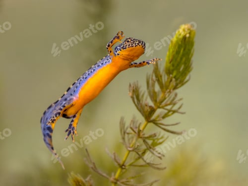 Preview: Alpine newt aquatic animal swimming in freshwater habitat