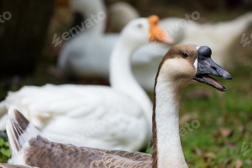 Preview: Gooses in the farm garden