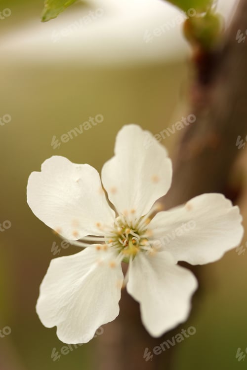 Preview: tree blooming in spring