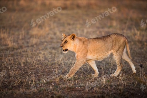 Vista previa: Lioness walking in Serengeti