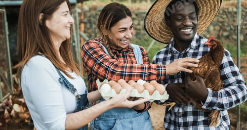 Preview: Multiracial farmers collecting organic eggs from henhouse - Focus on center woman face