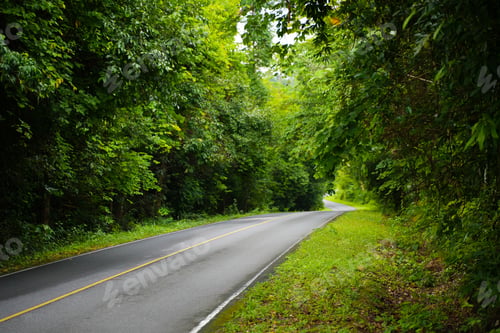 Preview: The road with green leaves nature for nature background, Road in the forest, Nature wallpaper.