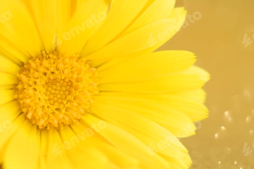 Preview: Macro photo of calendula flower, calendula officinalis or english calendula. Selective focus.