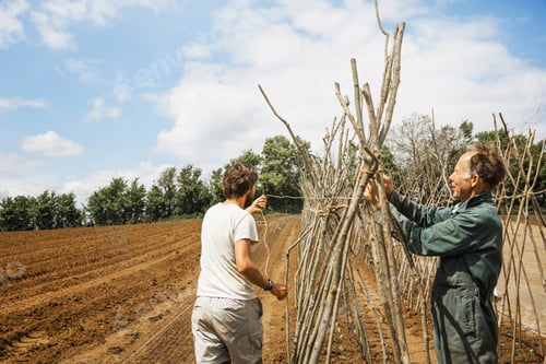 Preview: A man tying in poles in a line of bean pole supports.