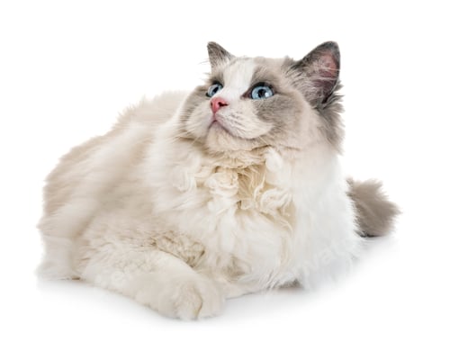 Preview: ragdoll cat in studio