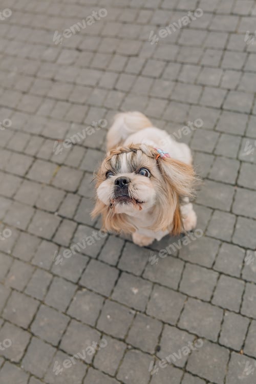 Preview: Cute funny shih tzu breed dog outdoors. Dog grooming. Funny dog at the city