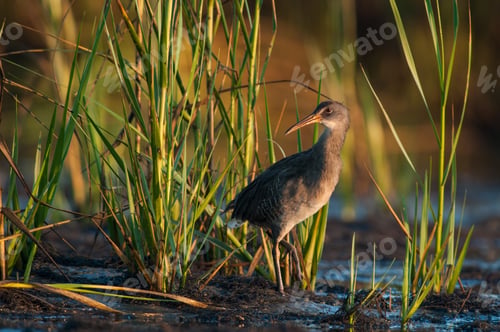 Preview: King Rail or Marsh Hen waterbird in a natural environment