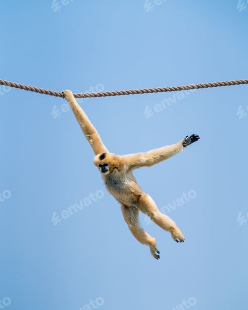 Preview: White monkey swinging on a rope on a sunny day