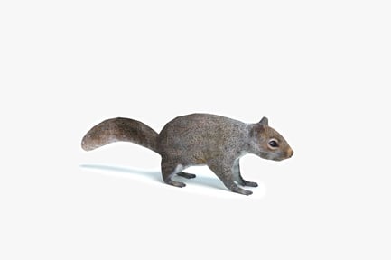 Preview: American Gray Squirrel