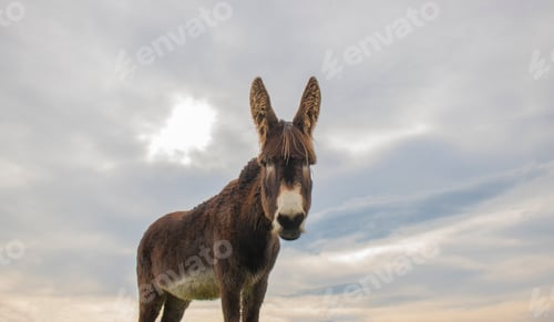Preview: Portrait of donkey on a farm with overcast sunset sky.