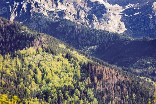Preview: Fog in the fir forest in autumn or spring time
