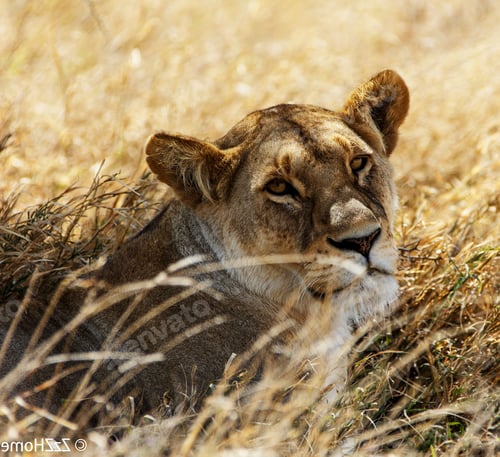 Preview: A Best wildlife destinations in the world