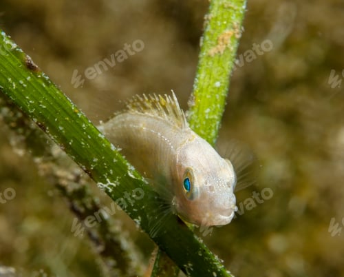 Preview: Juvenile Dusky spinefoot