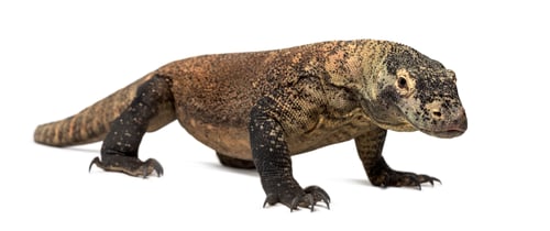 Preview: Komodo Dragon standing up, isolated on white