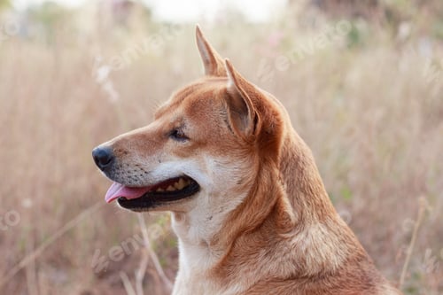 Preview: Dingo enjoying the morning warmth of springtime in a rural meadow