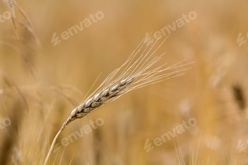 Preview: Close-up of warm colored golden yellow ripe focused wheat