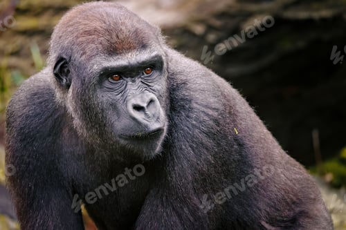 Preview: Gorilla close-up in natural habitat