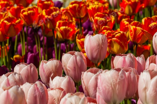 Preview: Spring field of colorful tulips