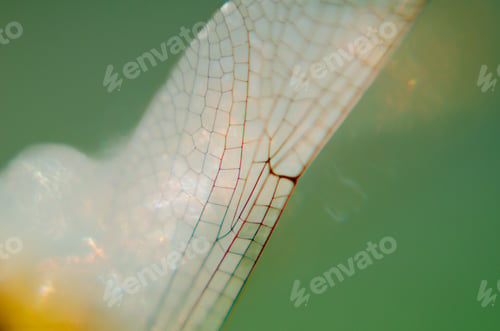 Preview: Intricate Vein Patterns on Translucent Dragonfly Wing Macro