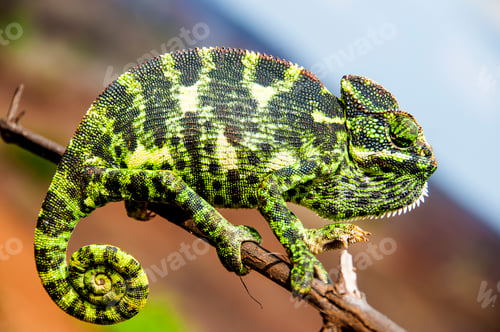Preview: The Indian Chameleon, Chamaeleo zeylanicus in the forest.