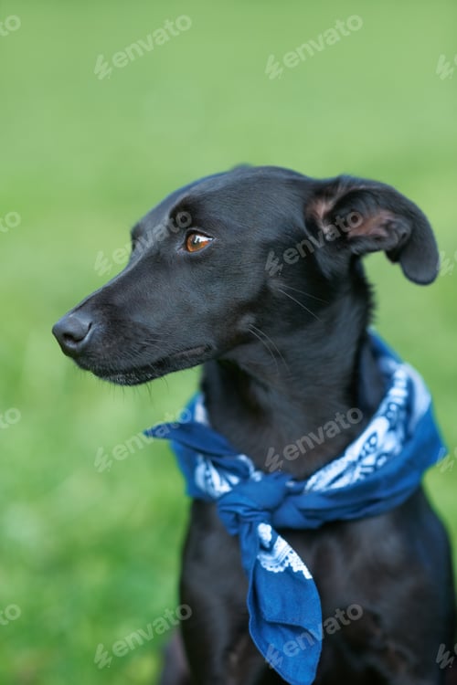 Preview: Dogs day out