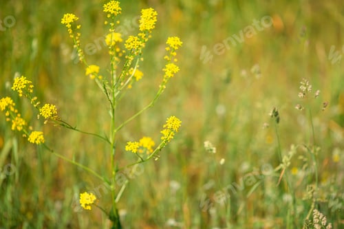 Preview: Field of yellow in the garden with blur green background