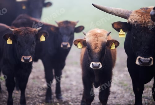 Preview: Cows in the fog in Bavaria Germany