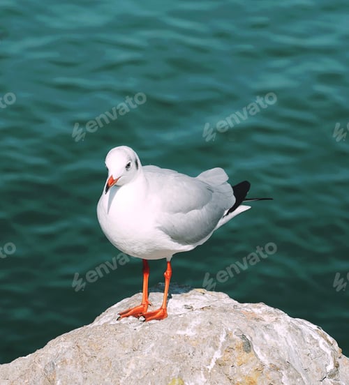 Preview: Seagull