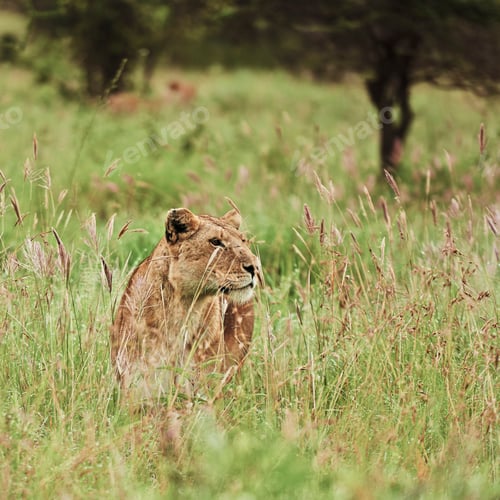 Preview: Young lioness in the grass