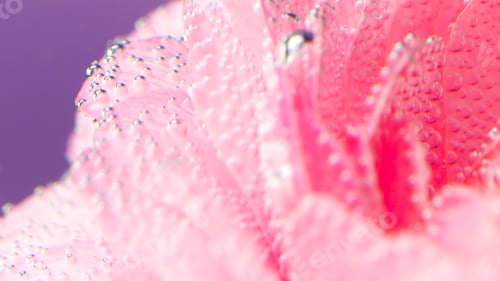 Preview: Creative shooting of a flower.Stock footage.Bright petals with small drops of water which is shot