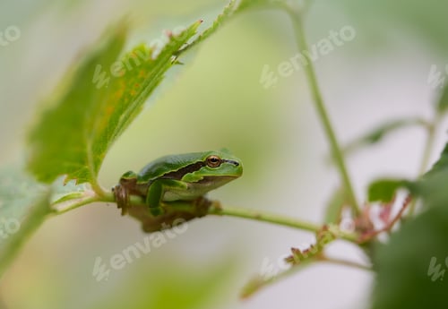 Preview: Macro shots of a green frog in garden in Bavaria Germany