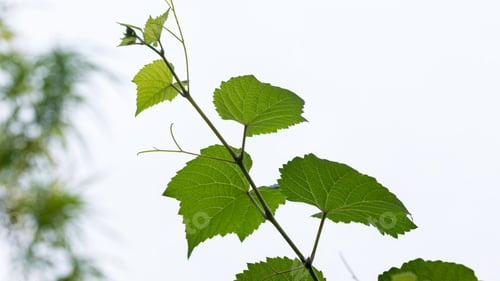 Preview: Small grapes. Grapevine with baby grapes and flowers. Baby Grapes.