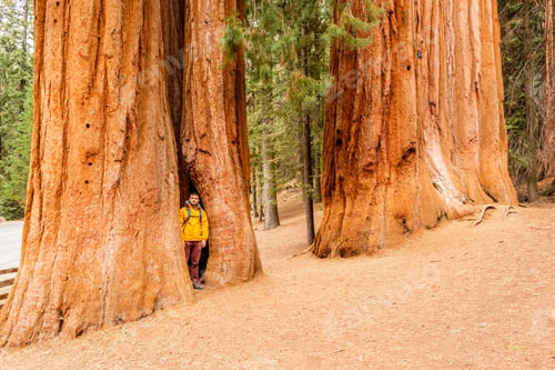 Preview: Tourist With Backpack Hiking In Sequoia National Park. California, United States.