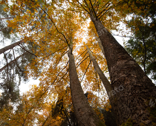 Preview: Low angle view of tree trunk tops with yellow leaves in Autumn